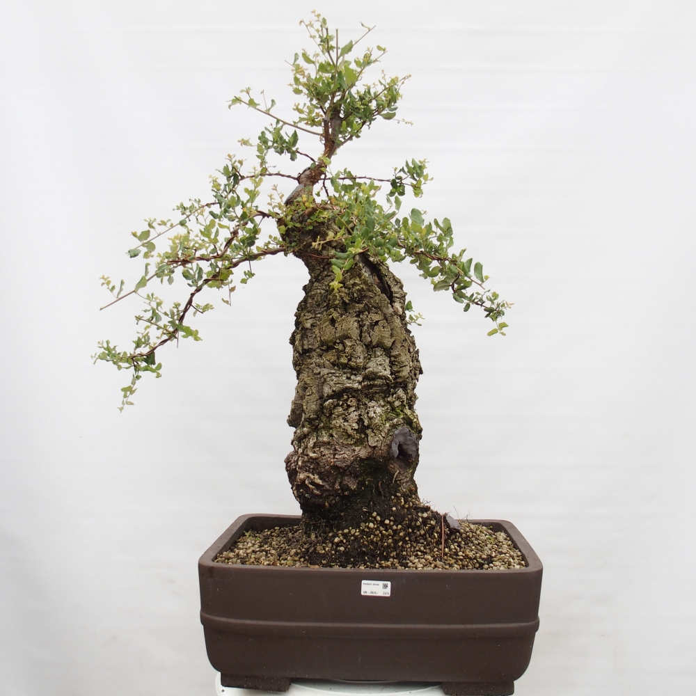 buiten bonsai Quercus suber - kurkeik