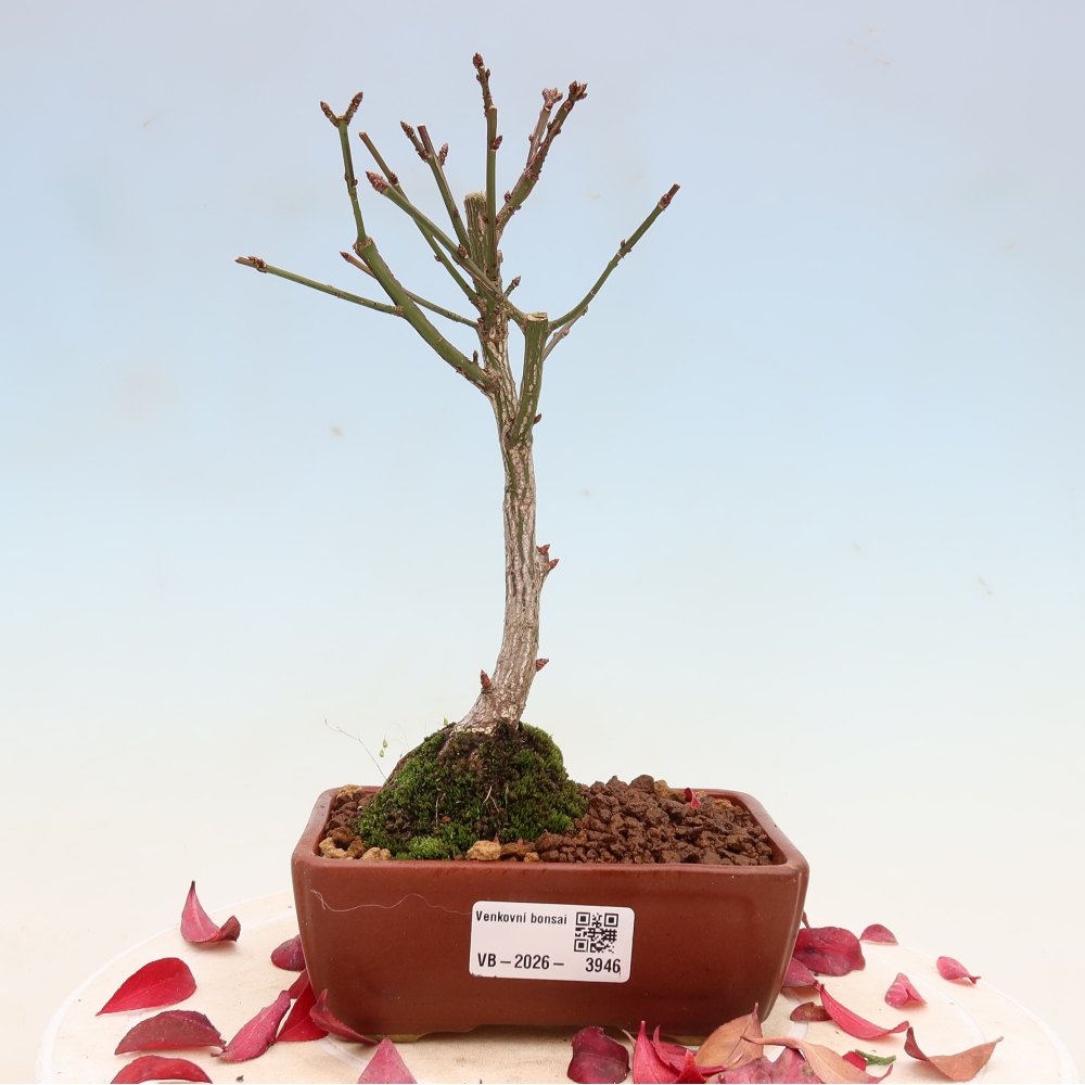 Bonsai voor buiten -  Euonymus alatus comactus  - gevleugelde spindelstruik
