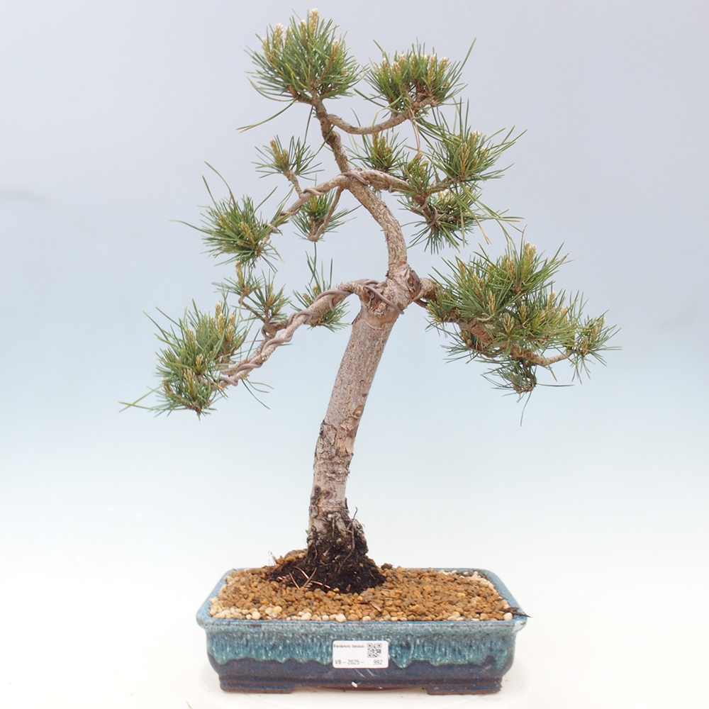 Bonsai voor buiten - Pinus Sylvestris Watererri - grove den