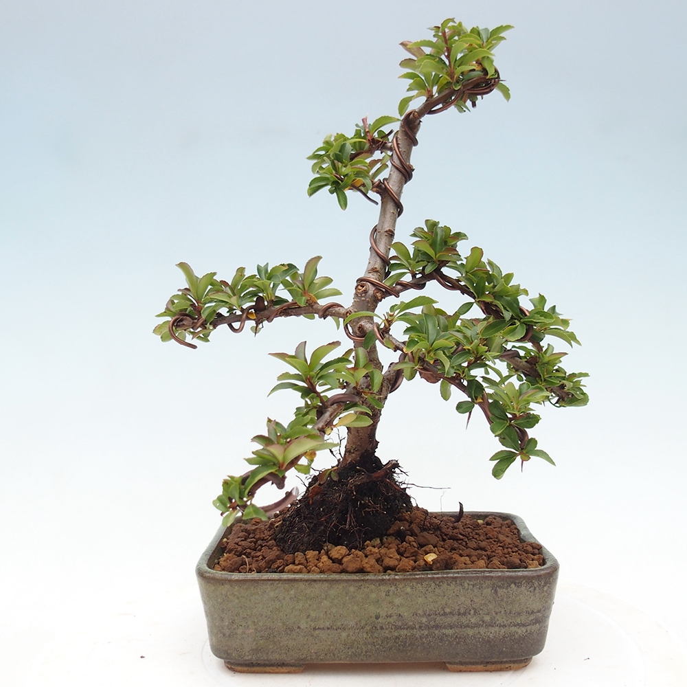 Bonsai-Pyracantha Teton voor buiten -Hlox