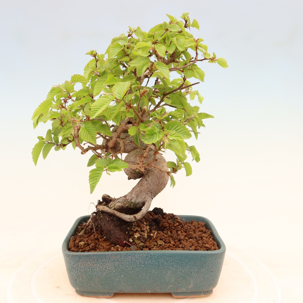Bonsai voor buiten -Carpinus Coreana - Koreaanse haagbeuk