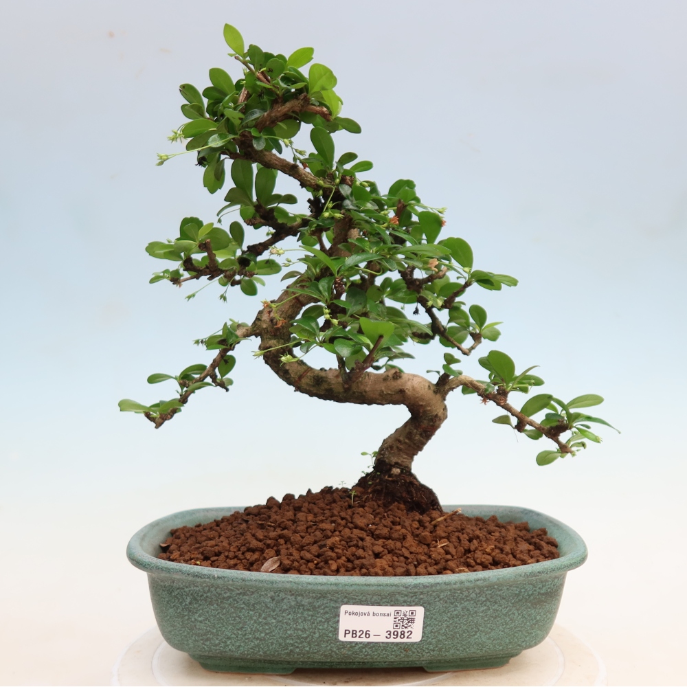 Kamerbonsai - Carmona macrophylla - Thee fuki