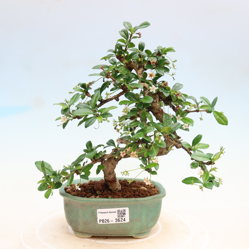 Kamerbonsai - Carmona macrophylla - Thee fuki