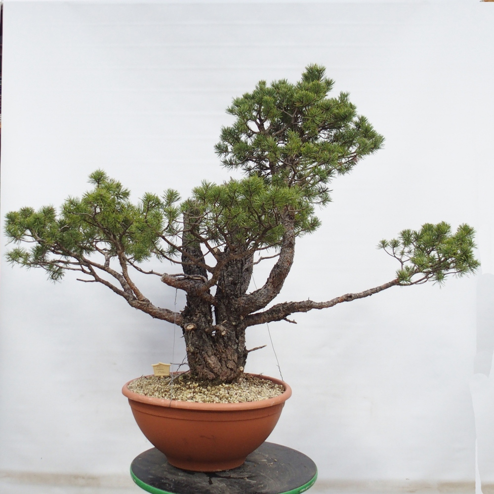 Yamadori - Pinus sylvestris Spanje