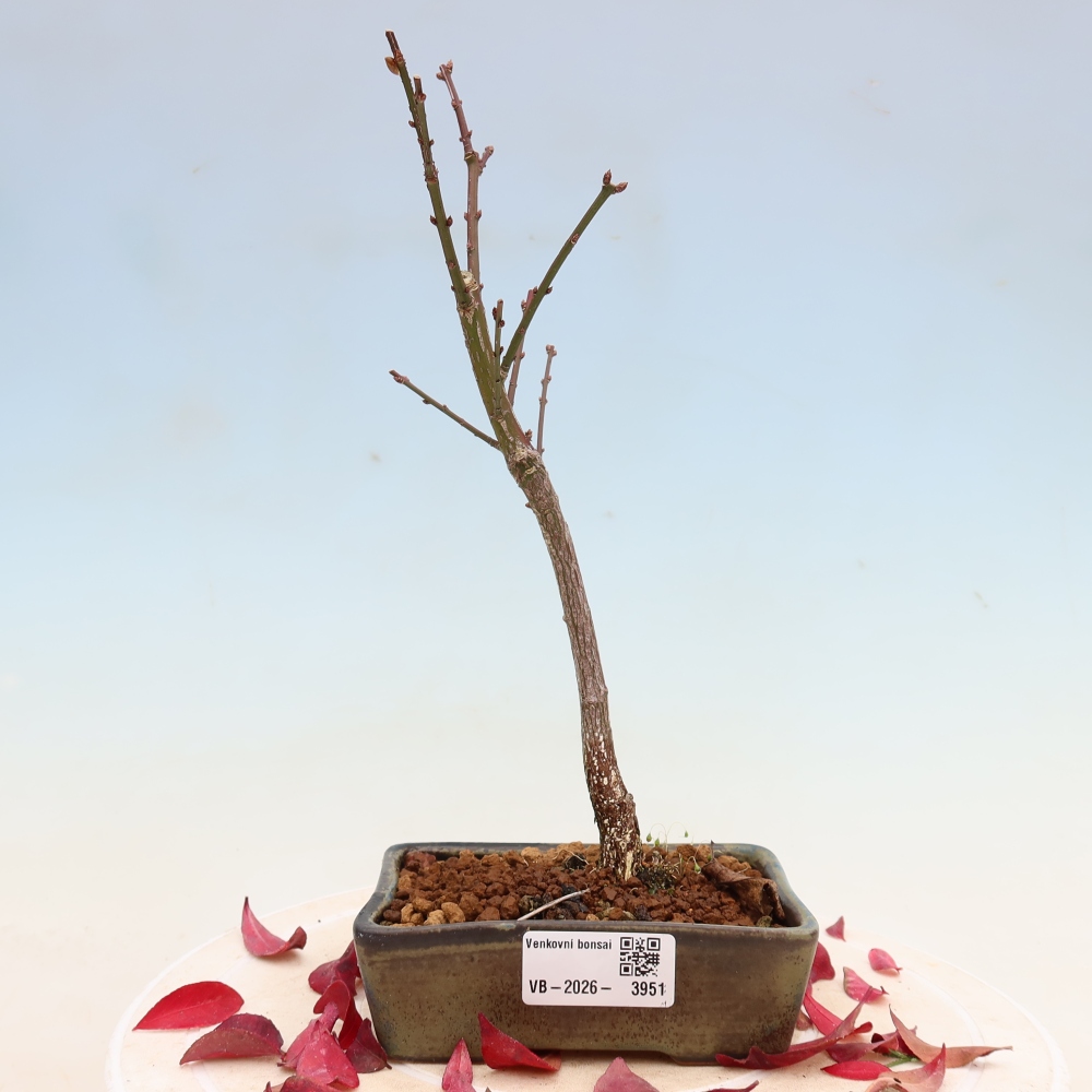 Bonsai voor buiten -  Euonymus alatus comactus  - gevleugelde spindelstruik
