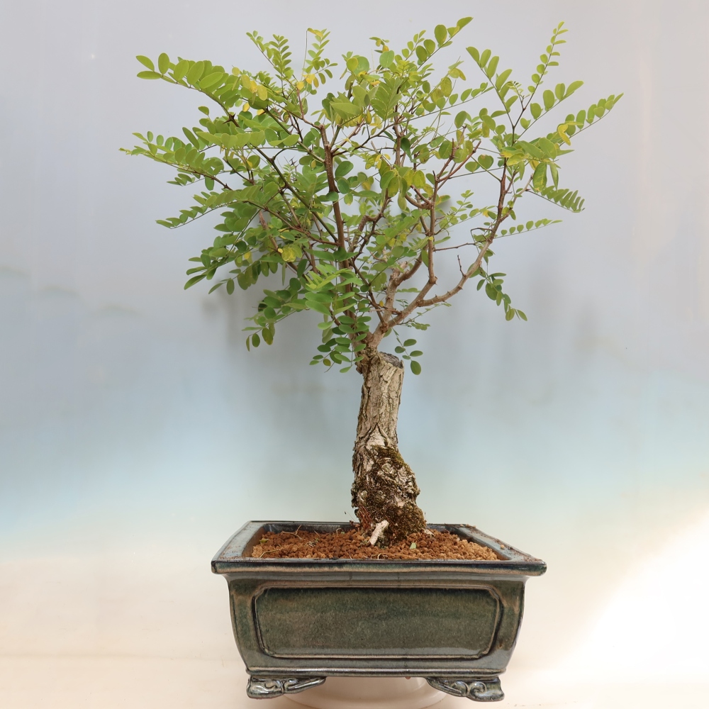 Bonsai voor buiten - Doornacacia - Robinia pseudoacacia
