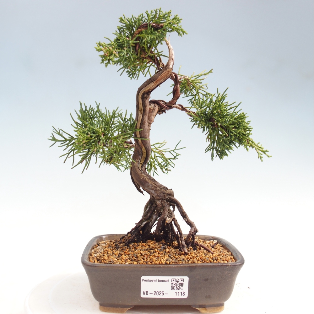 Bonsai voor buiten - Juniperus chinensis Kishu