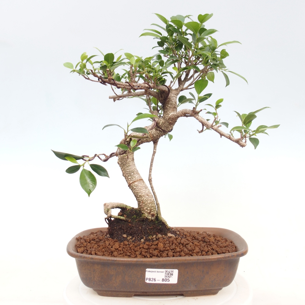 Kamerbonsai - Ficus kimmen - kleinbladige ficus