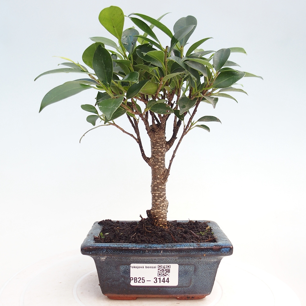 Kamer bonsai Ficus retusa kimmen