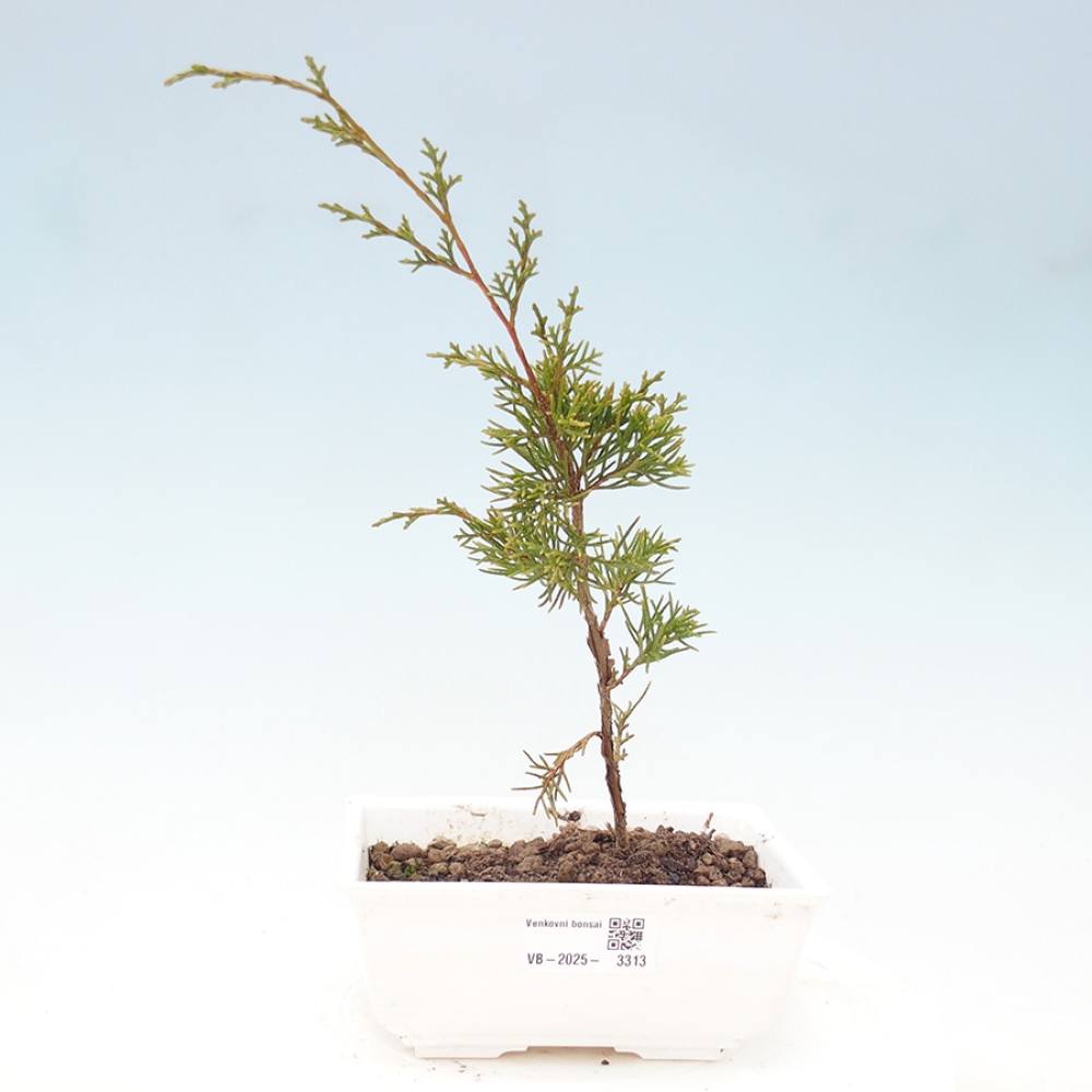 Bonsai voor buiten - Juniperus chinensis Itoigawa