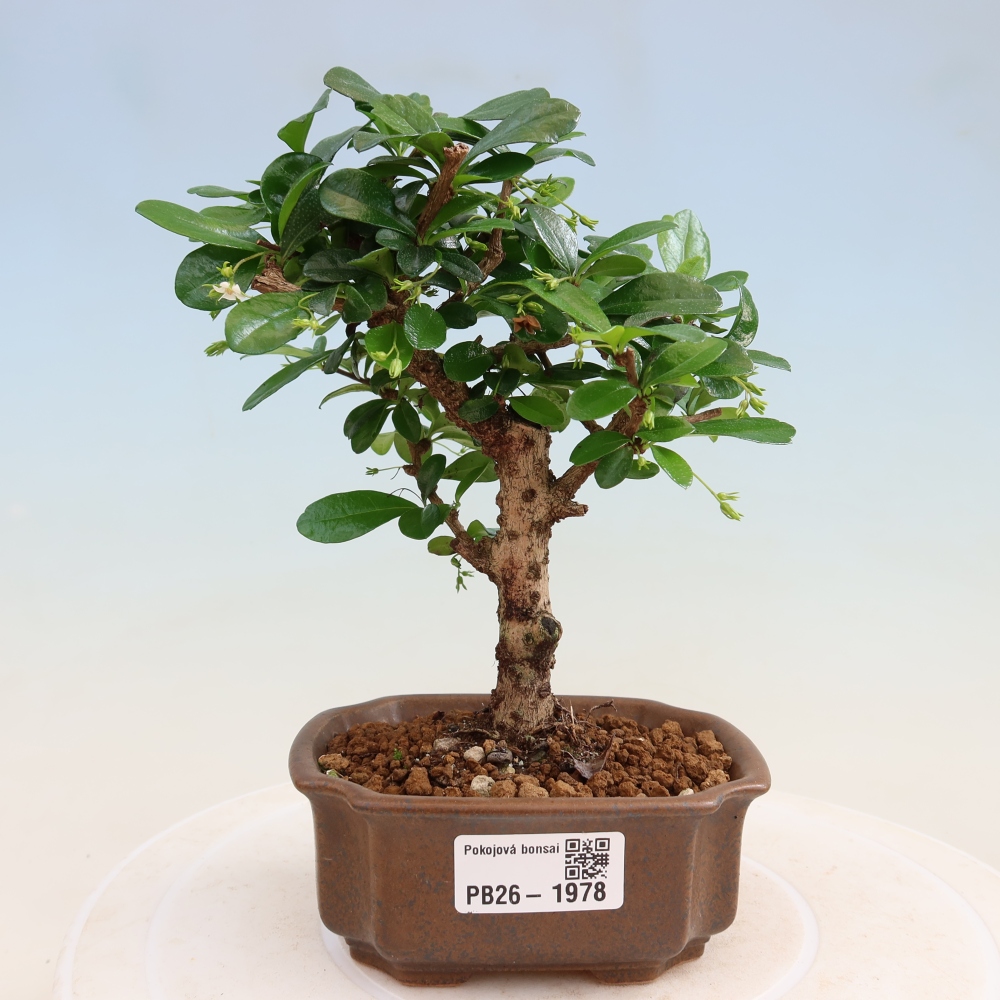 Kamerbonsai - Carmona macrophylla - Thee fuki
