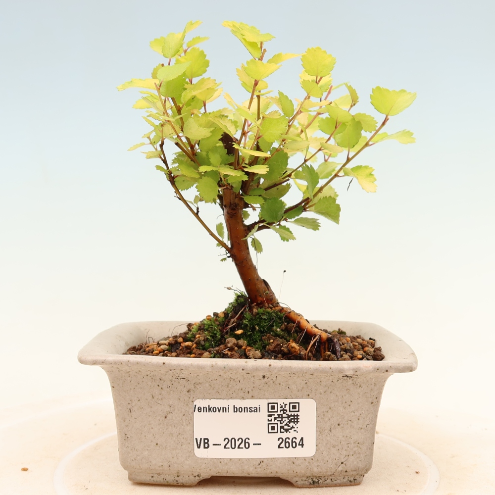 Buitenbonsai - dwergberk - Betula NANA Golden Treasure