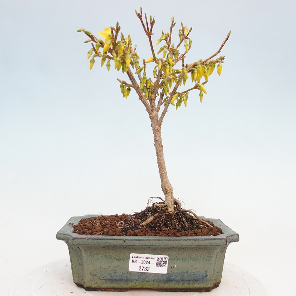 Bonsai voor buiten - Zlatice - Forsythia intermedia