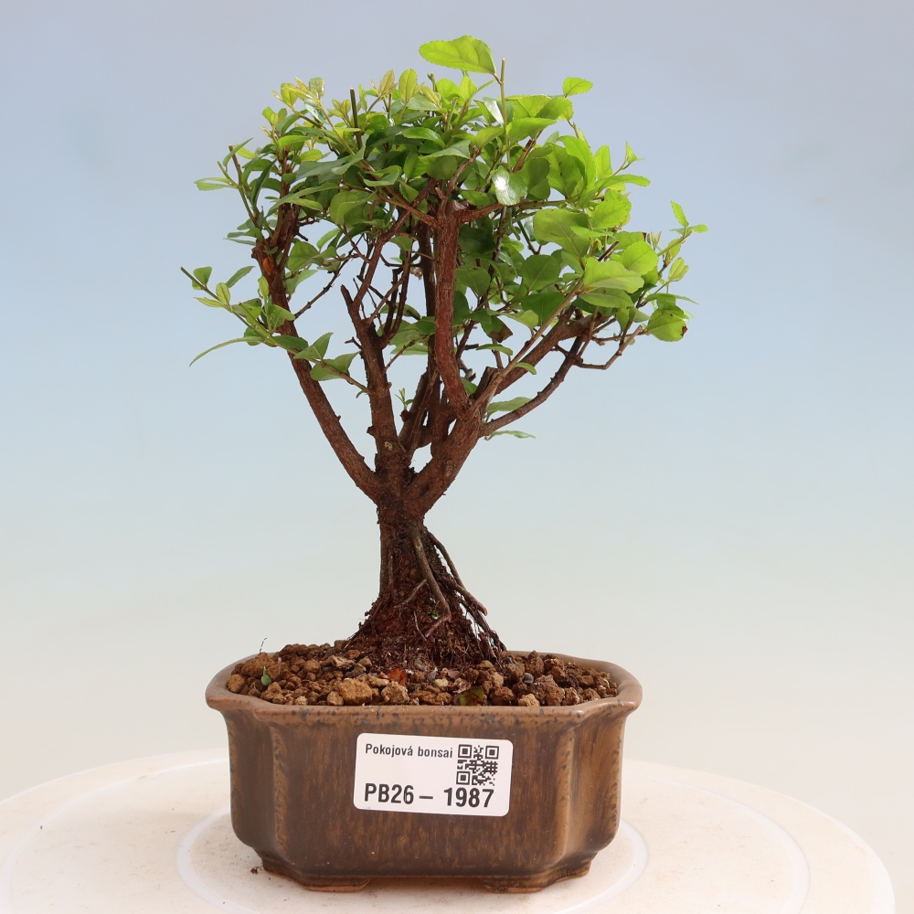 Kamerbonsai - Sageretia thea - Sageretia thea