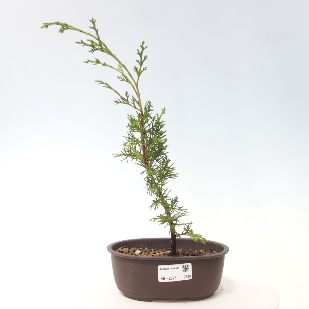 Bonsai voor buiten - Juniperus chinensis Itoigawa