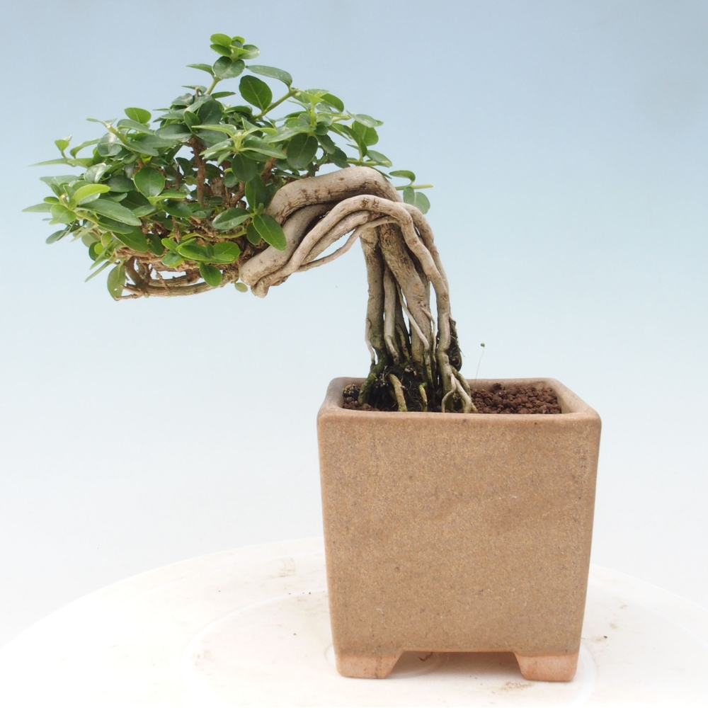 Bonsai voor binnen - Premna serratifolia - Kozlovna malolista