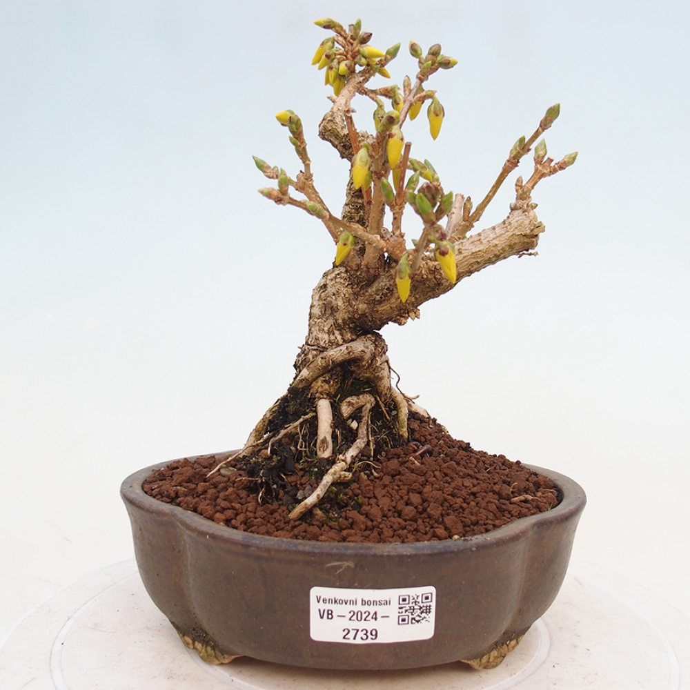 Bonsai voor buiten - Zlatice - Forsythia intermedia