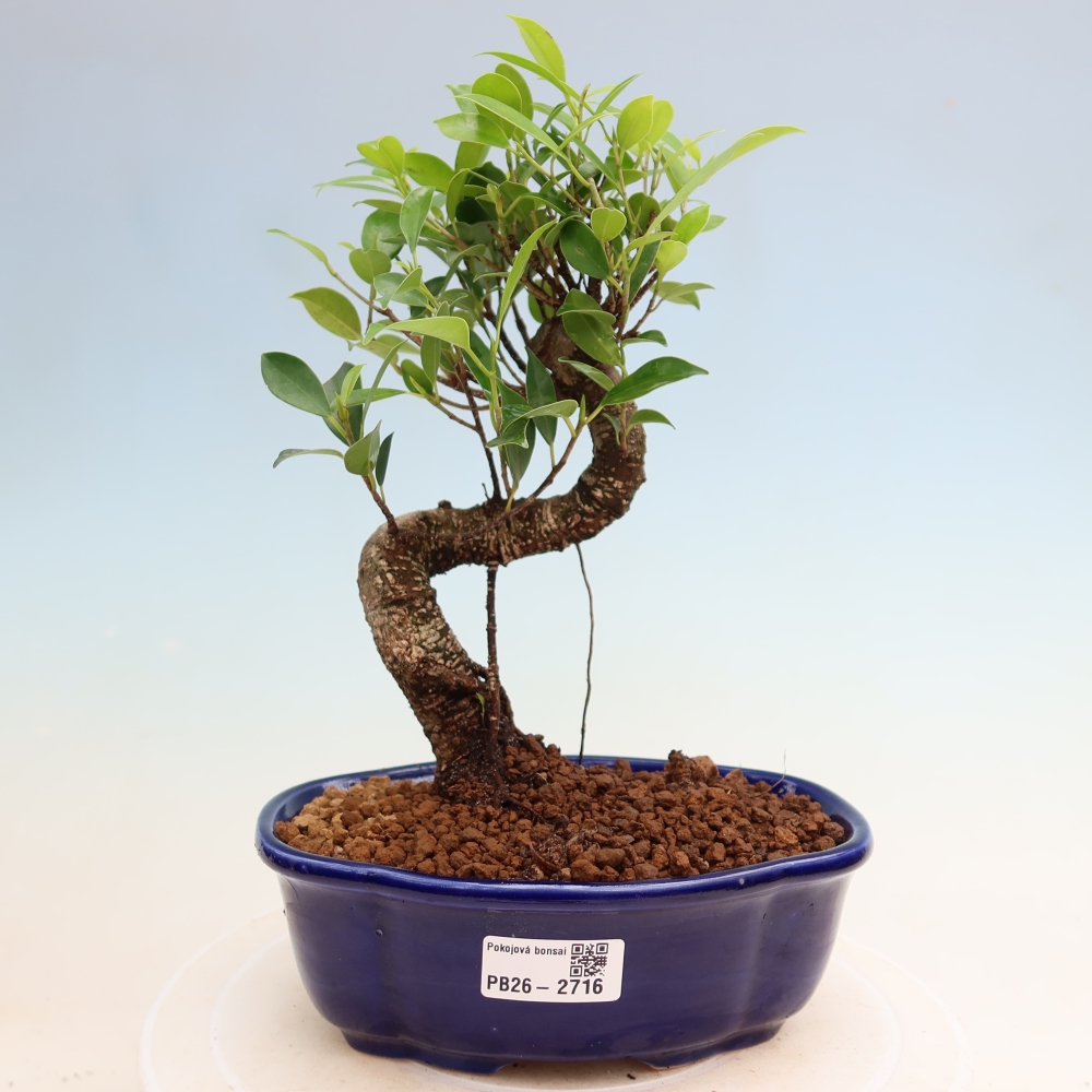 Kamerbonsai - Ficus kimmen - kleinbladige ficus