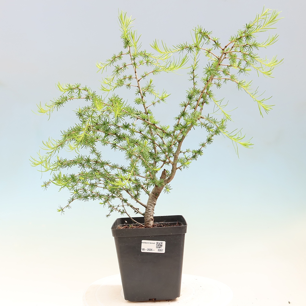 Bonsai voor buiten -Larix decidua - Lariks