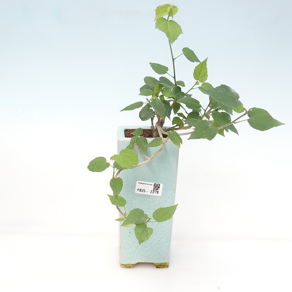 Bonsai voor binnen - Malvaviscus arboreus