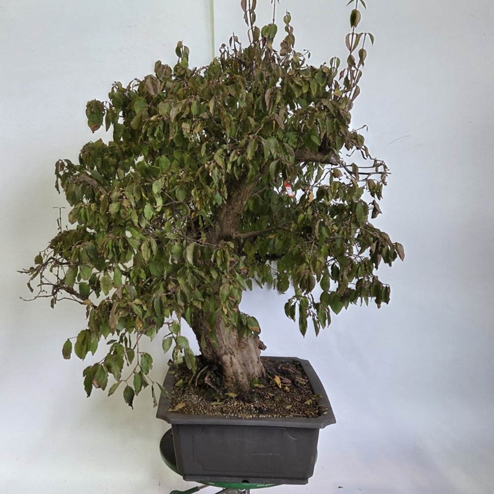 Bonsai kornoelje voor buiten - Cornus Mas
