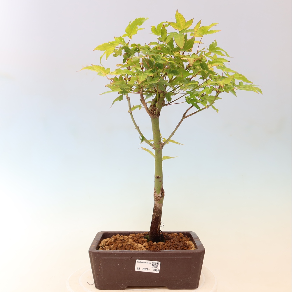 Acer palmatum Aureum - Gewone esdoorn