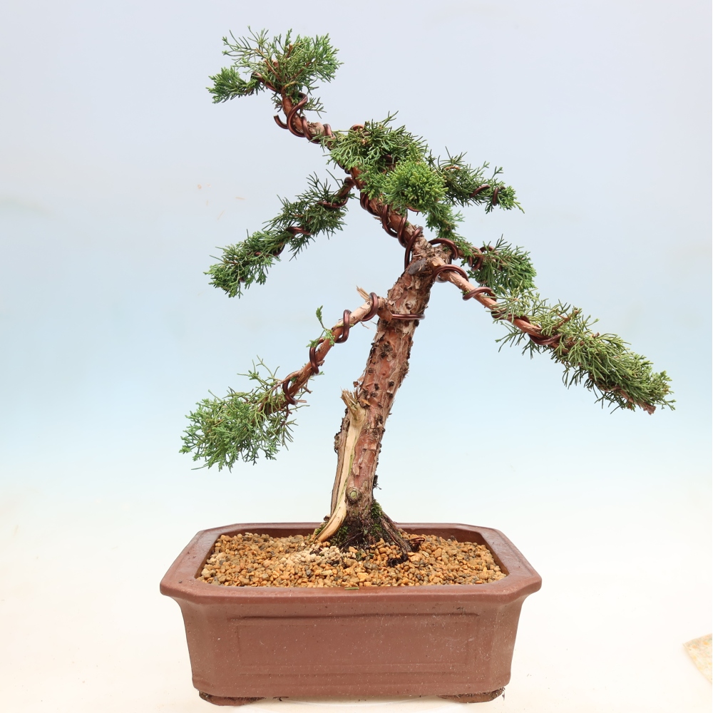 Bonsai voor buiten - Juniperus chinensis Kishu