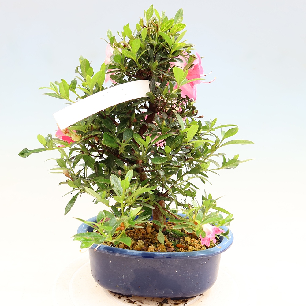 Bonsai voor buiten - Japanse Azalea - Azalea Santoka
