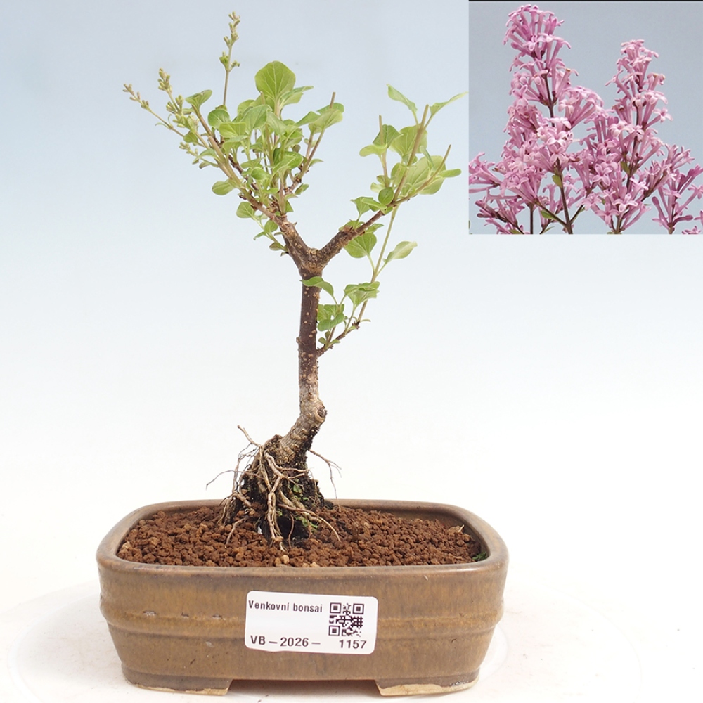 Bonsai voor buiten - Syringa Meyeri Palibin - Meyersering