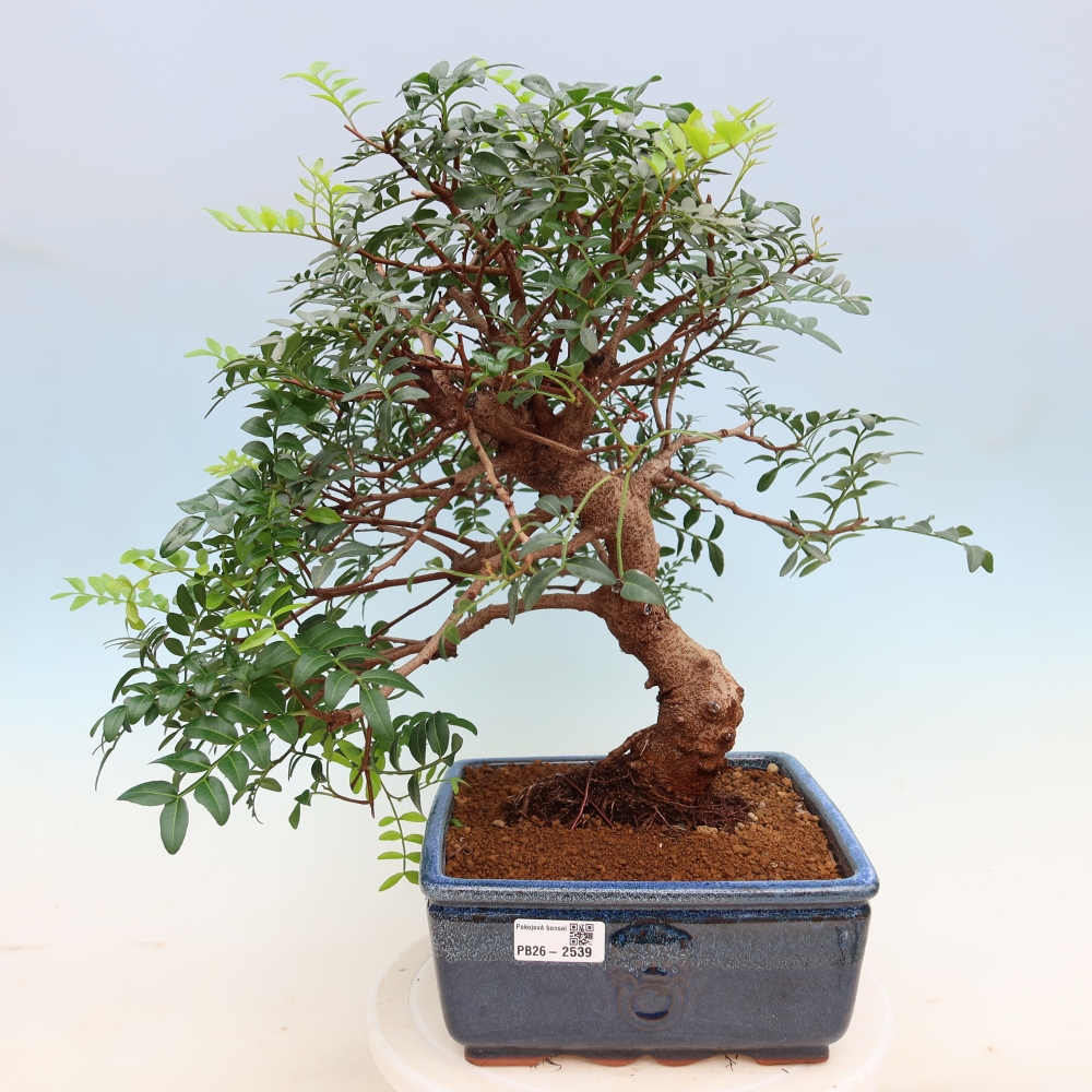 Kamerbonsai - Pistacia Lentiscus - Pistache