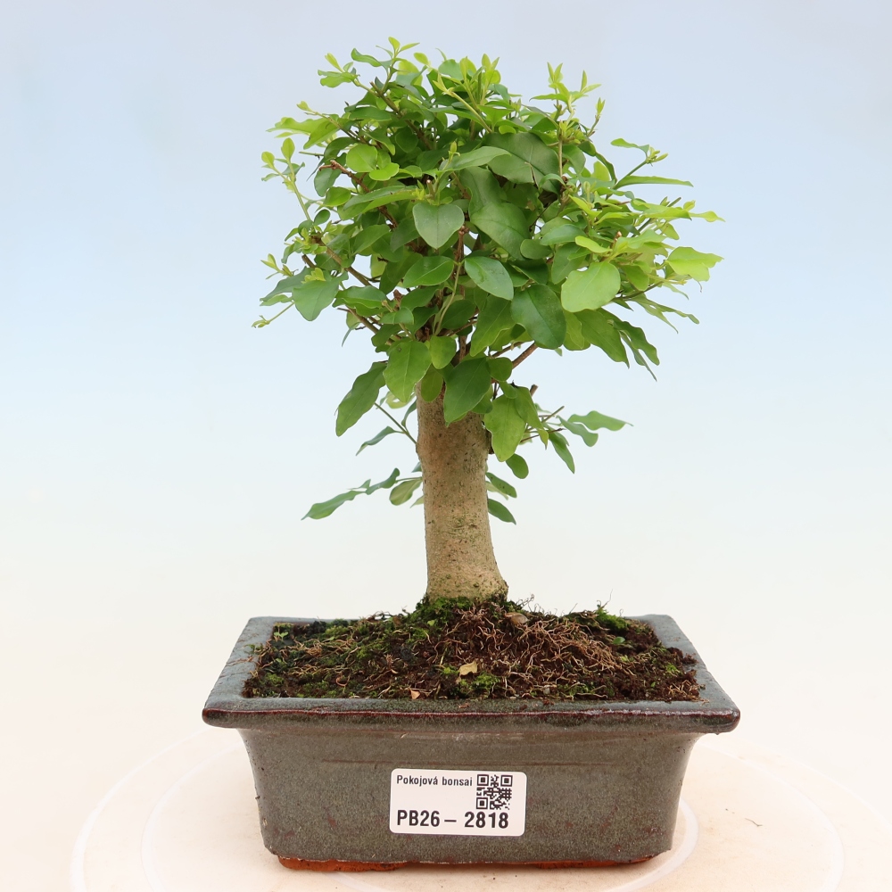 Kamerbonsai -Ligustrum chinensis - Vogelsnavel