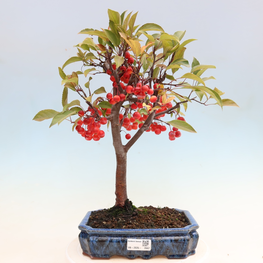 Bonsai voor buiten -Malus domestica - Roodbladige appelboom met kleine vruchten