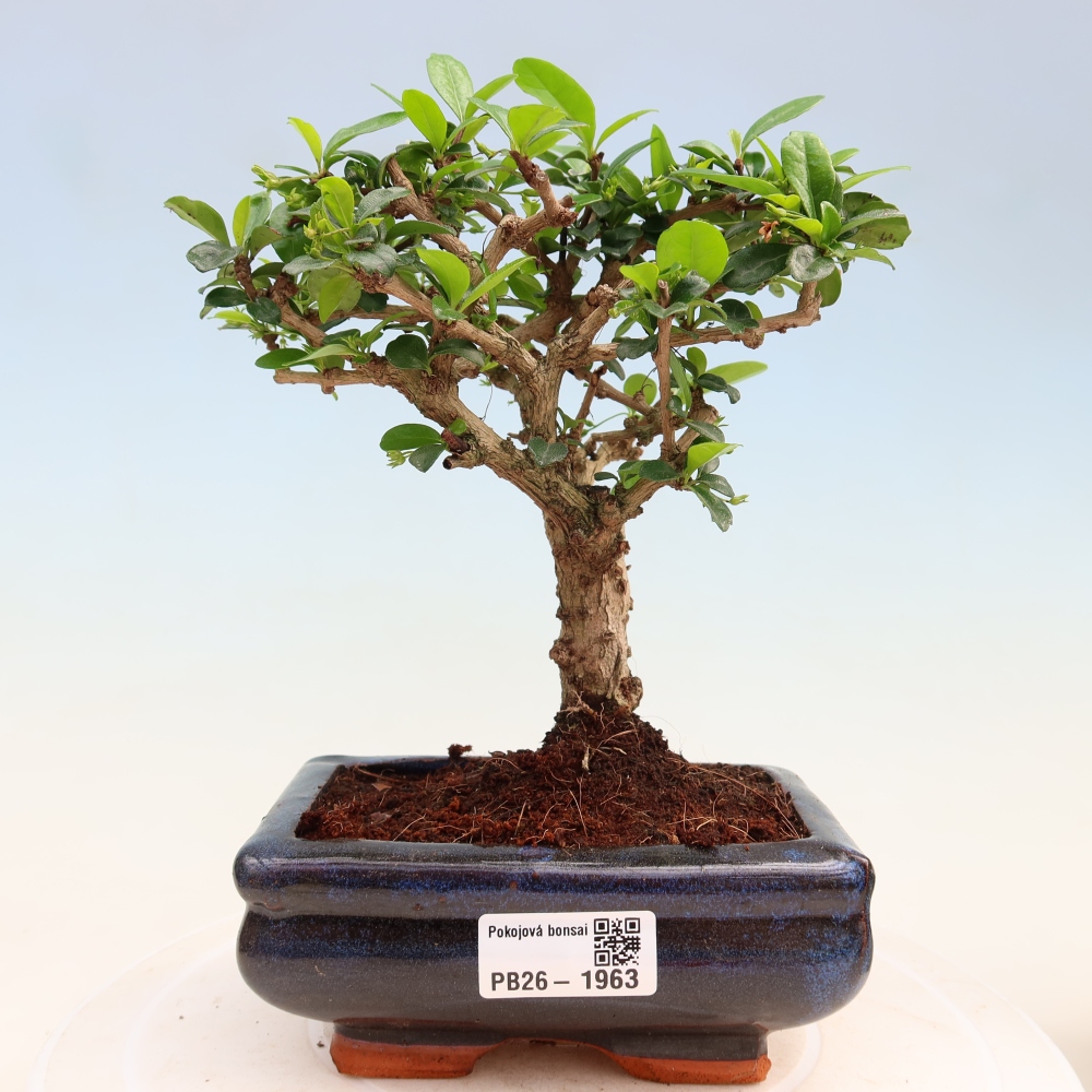 Kamerbonsai - Carmona macrophylla - Thee fuki