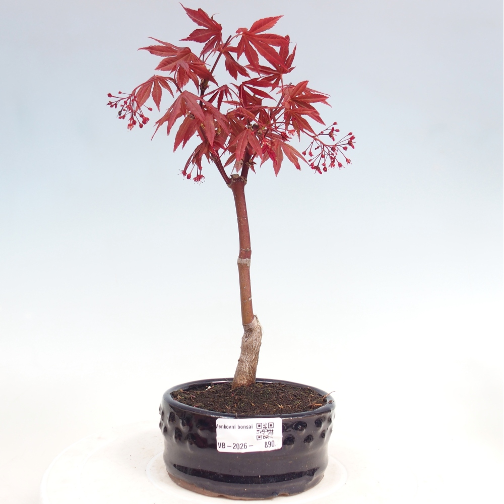 Bonsai voor buiten - Acer palm. Atropurpureum-Javorpalm