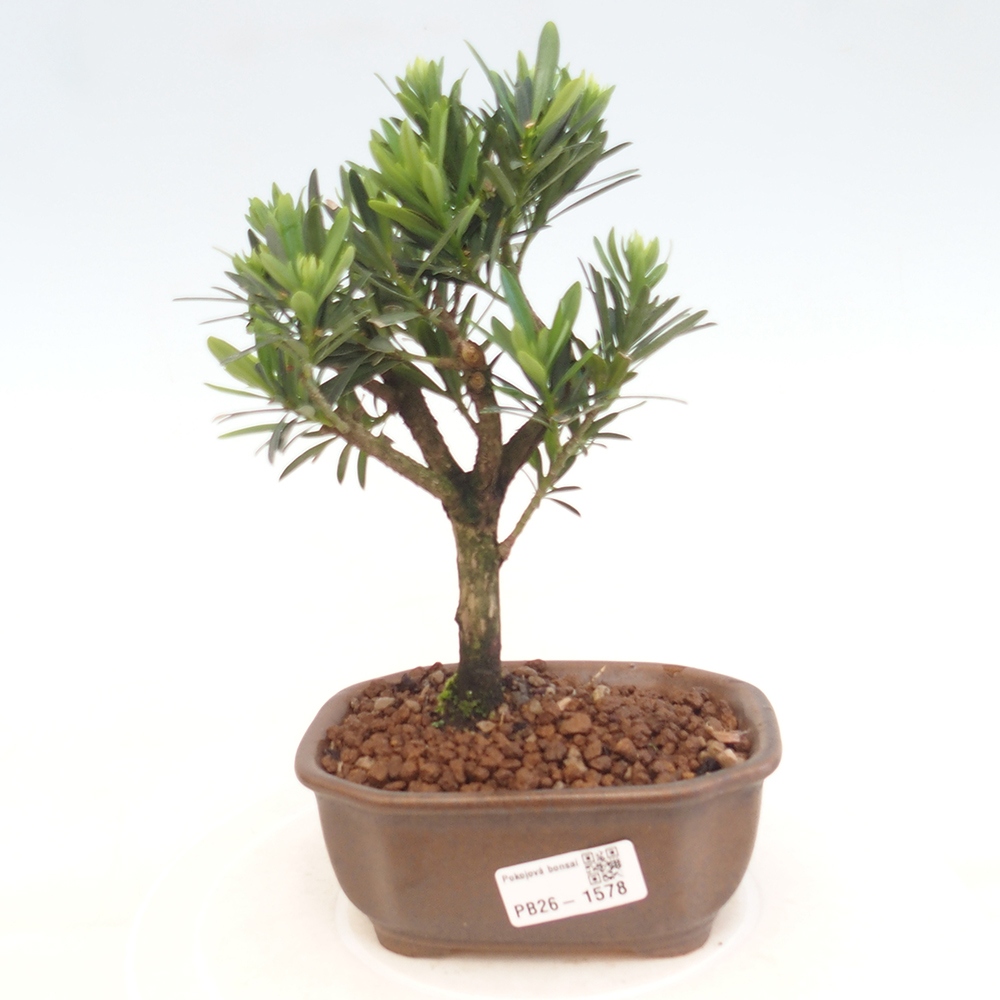 Kamerbonsai - Podocarpus - Taxus