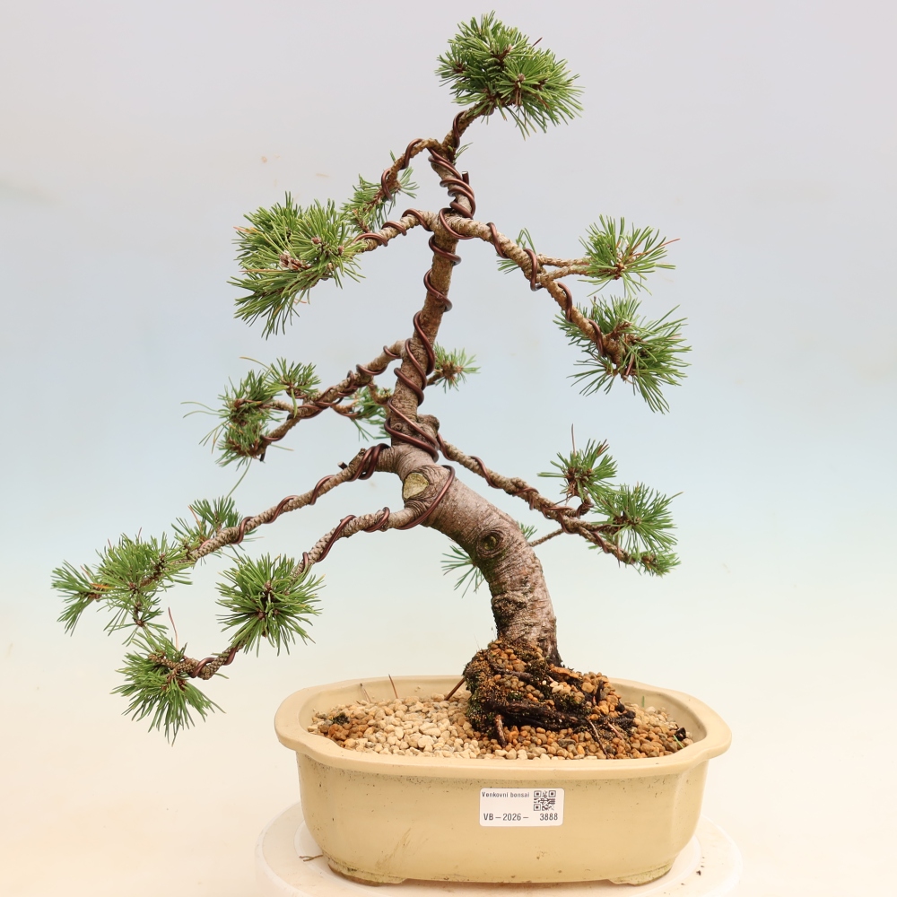 Bonsai voor buiten - Pinus mugo Humpy  - Bergden