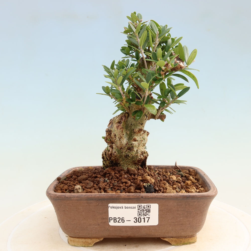 Bonsai voor binnen - Olea europaea sylvestris