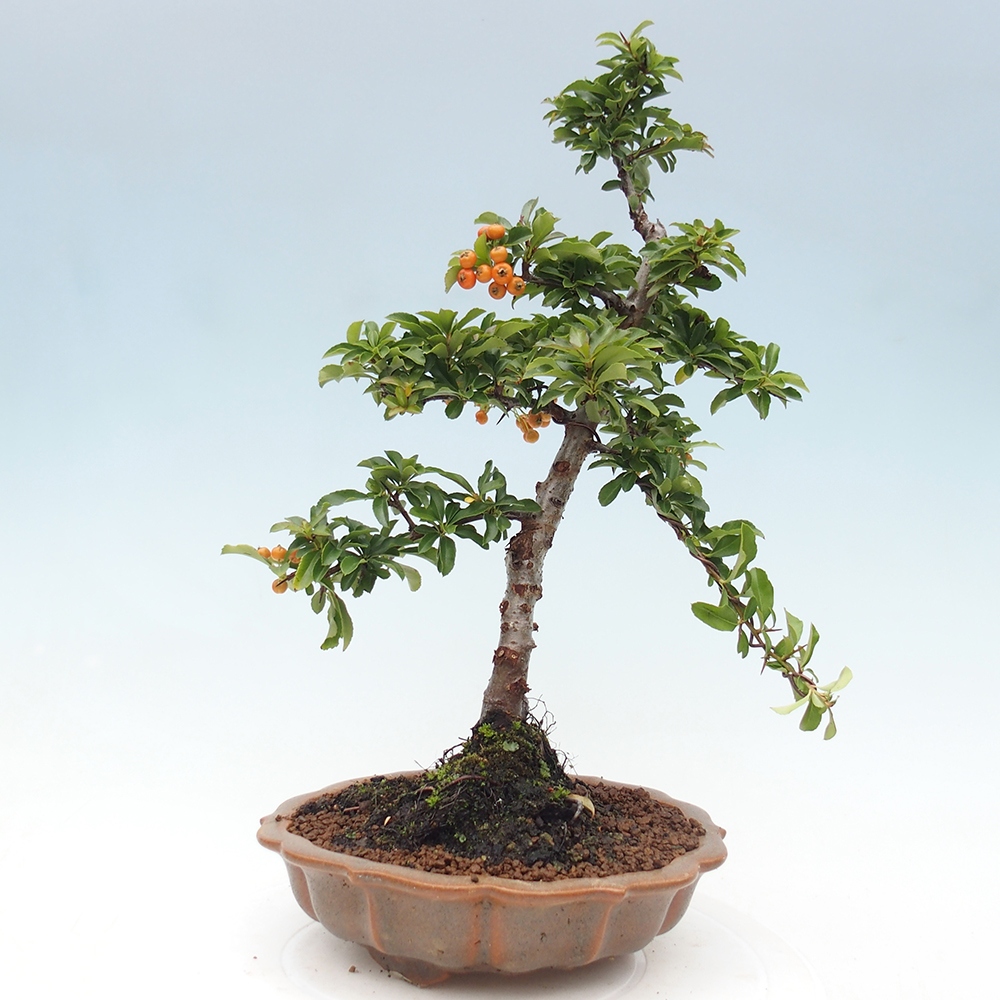 Bonsai-Pyracantha Teton voor buiten -Hlox