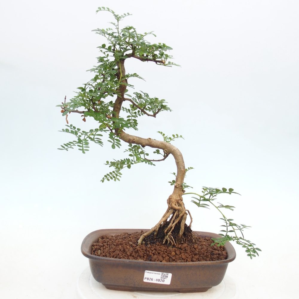 Kamerbonsai - Zantoxylum piperitum - peperboom