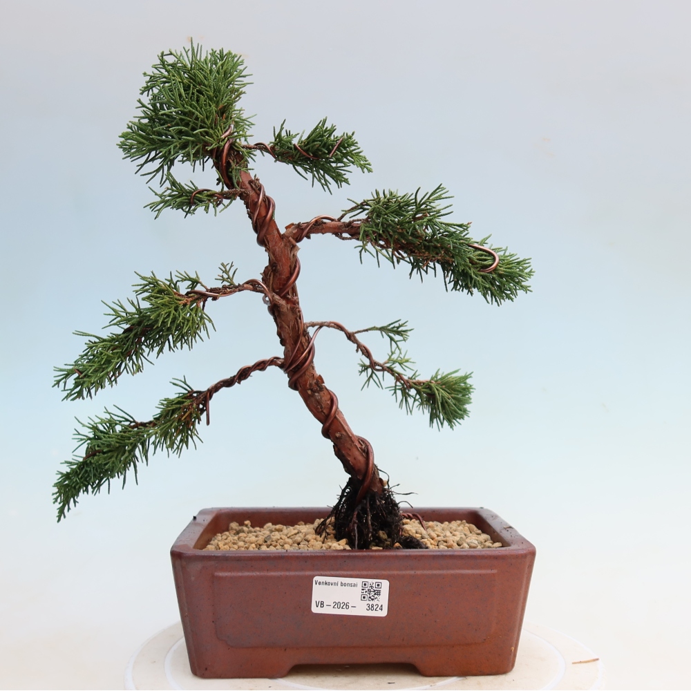 Bonsai voor buiten - Juniperus chinensis Kishu