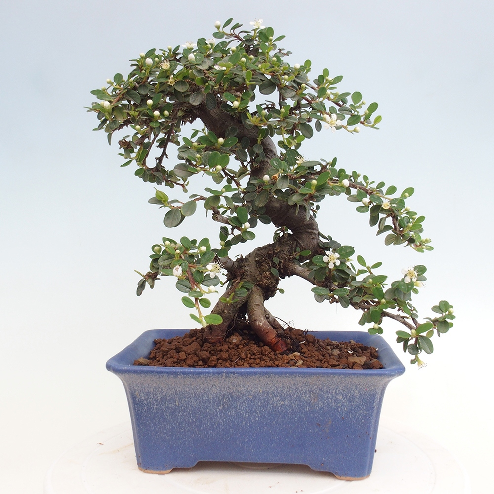 Buitenbonsai-Cotoneaster dammeri - Damer's Rock