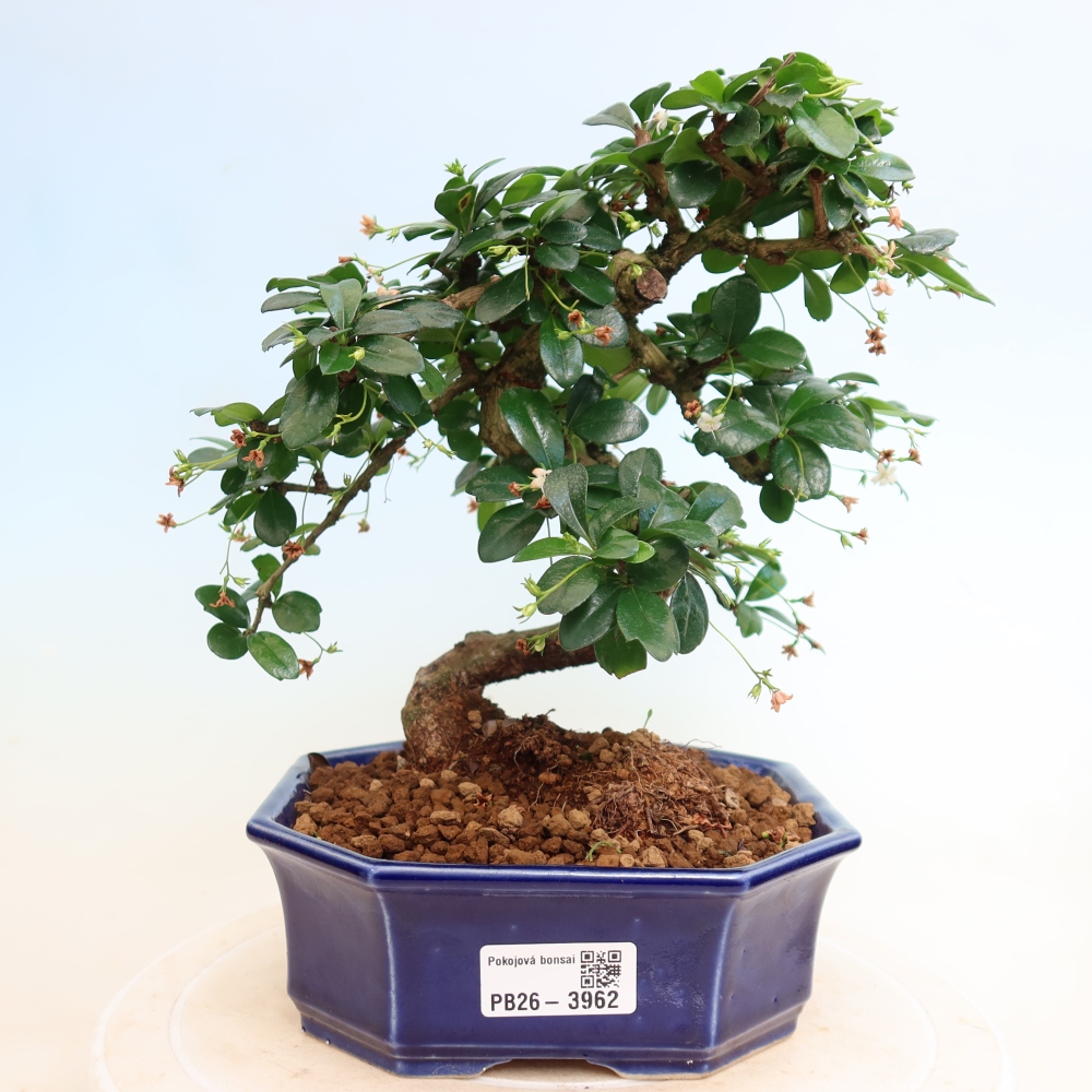 Kamerbonsai - Carmona macrophylla - Thee fuki