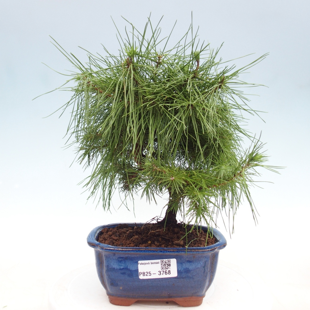 Kamerbonsai-Pinus halepensis-Pine van Aleppo