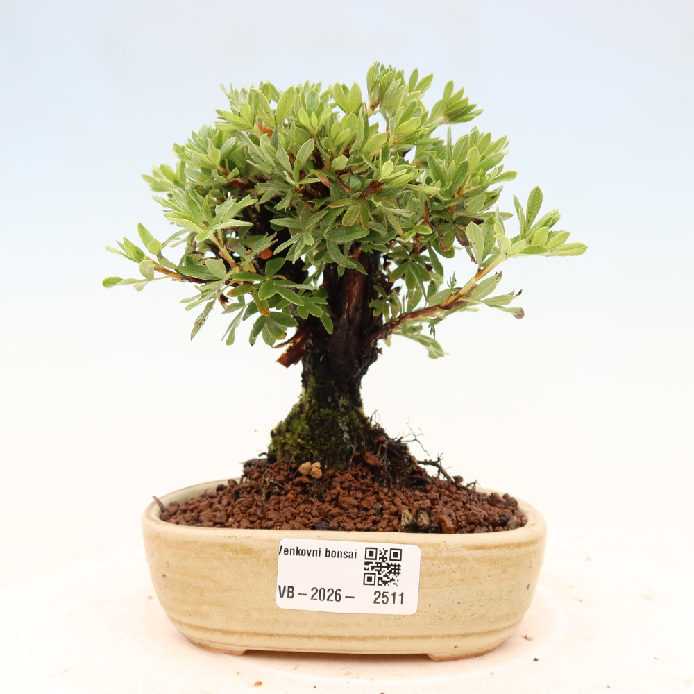 Bonsai voor buiten - Potentila fruticosa