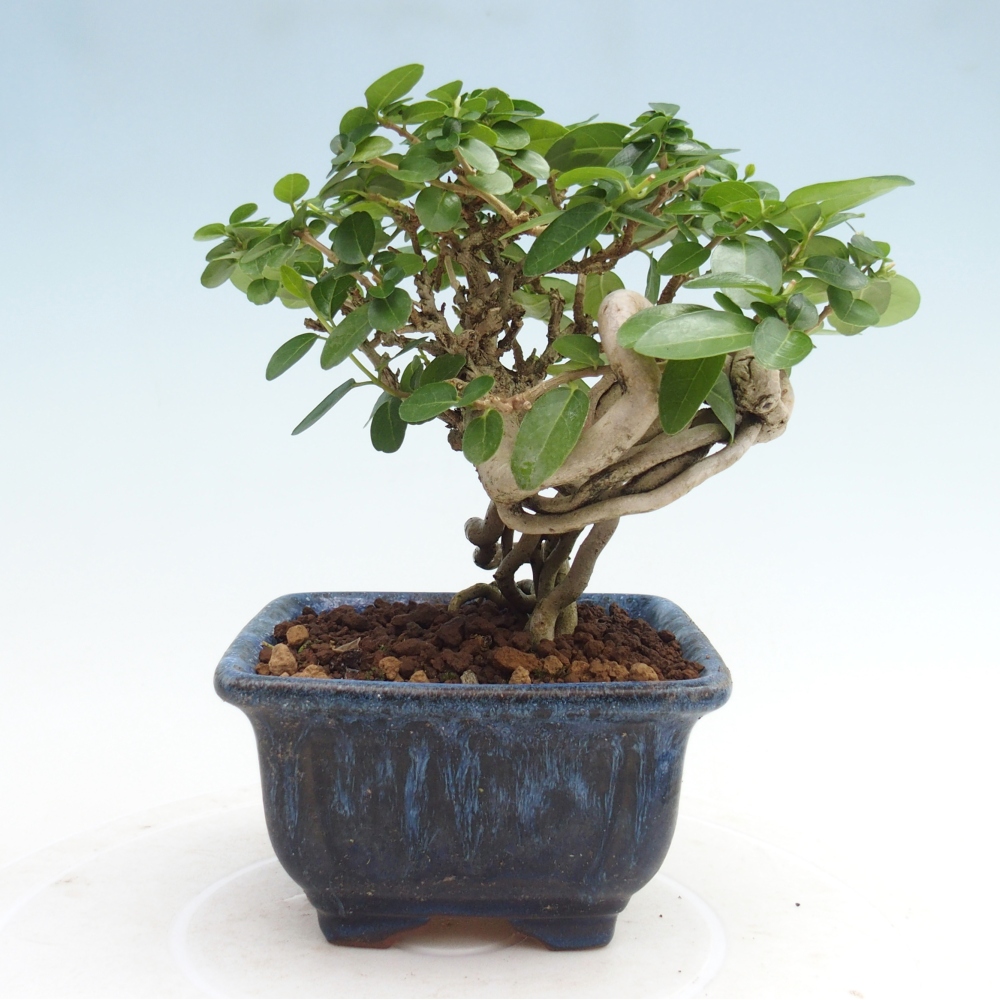 Bonsai voor binnen - Premna serratifolia - Kozlovna malolista