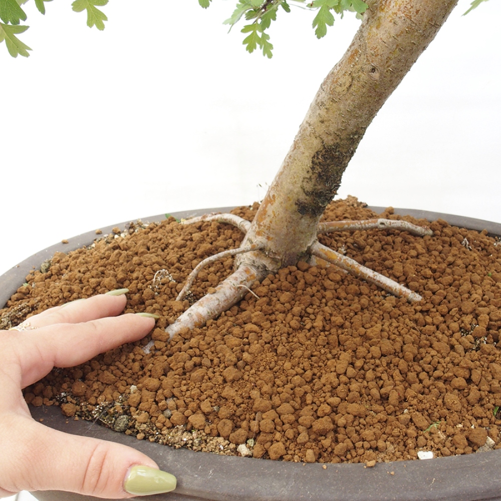Bonsai voor buiten - Meidoorn - Crataegus monogyna