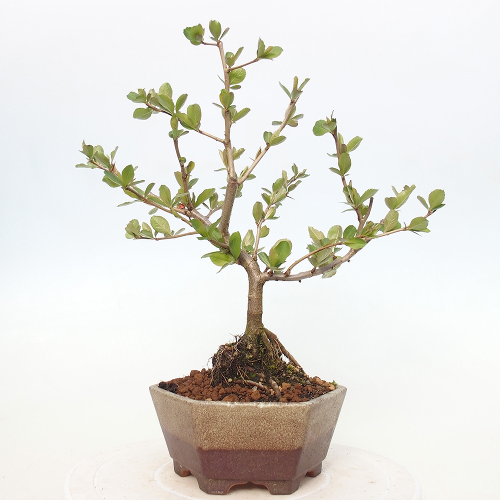 Bonsai voor buiten - Chaneomeles sup. Nicoline - Kweepeer