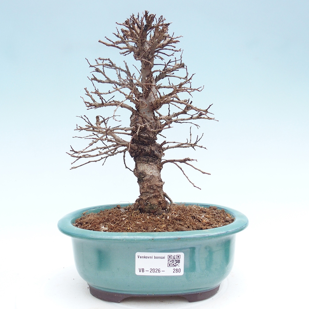 Bonsai voor buiten - Zelkova - Zelkova NIRE