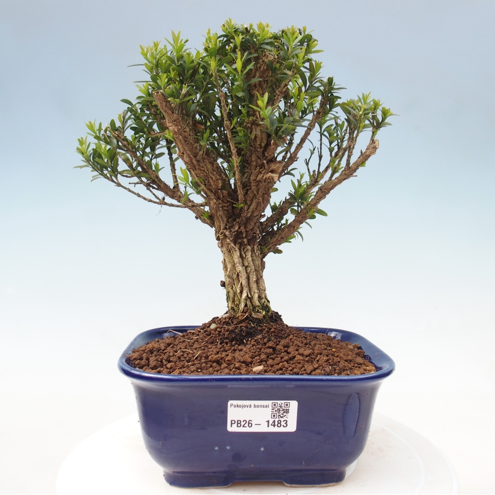 Kamerbonsai - Buxus harlandii - kurk buxus