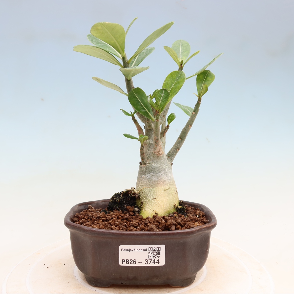 Kamerbonsai - Adenium obesum Red Star - Woestijnroos
